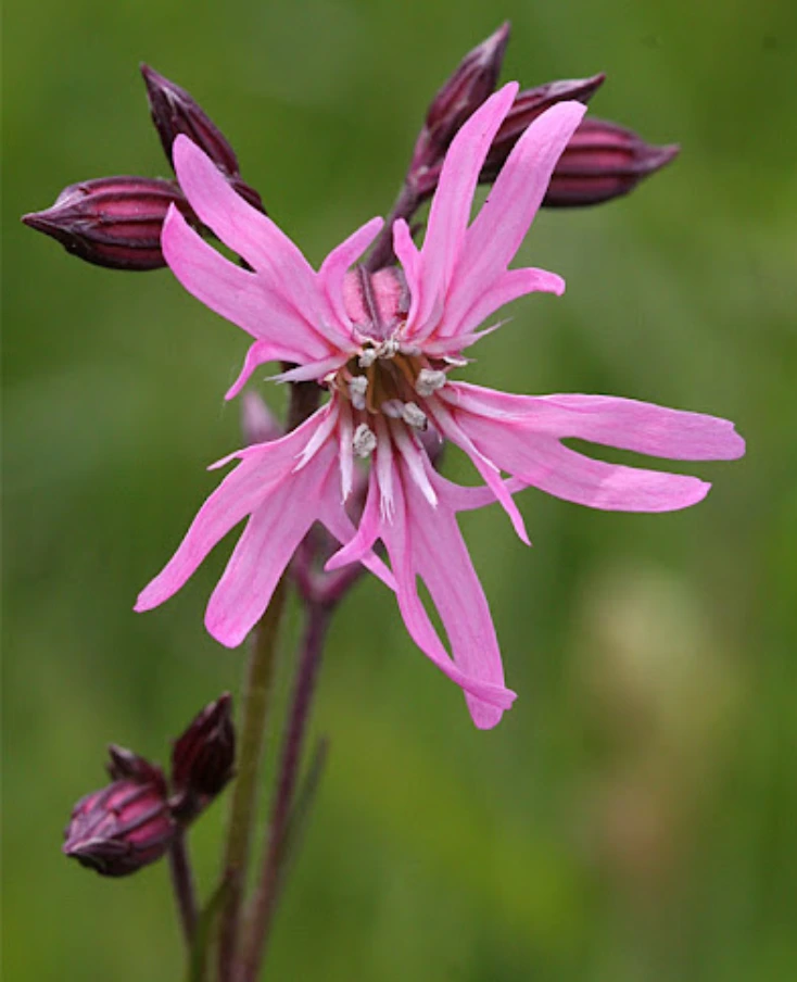 untitled 4 (5) untitled 4 (5)